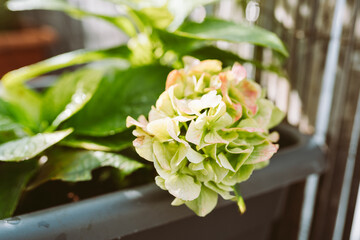 garden hydrangea with flower stalk