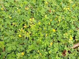 green leaves background
