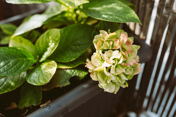 garden hydrangea with flower stalk