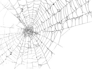 spider net vector illustration, PNG Stock royalty free. transparent background