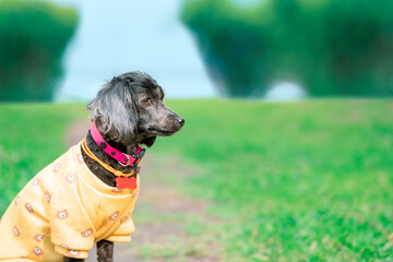 Dog with long floppy ears in orange sweatshirt and pink collar with a red bone tag is sitting on a path in park, side view