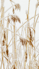 Fototapeta premium Closeup of frost-covered pampas grass on light white background. Icy textures and natural elegance of frozen plants as serene and tranquil winter atmosphere. Snow covering of dry reeds on frozen lake
