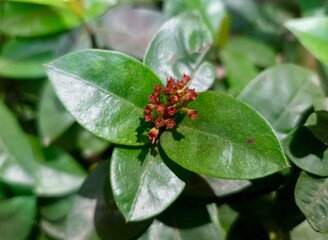 red beetle on a green leaf
