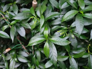 Green leaves of a plant at tooftop
