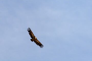 Gyps fulvus in flight with wings spread wide