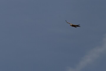 Obraz premium Gyps fulvus in flight with wings spread wide