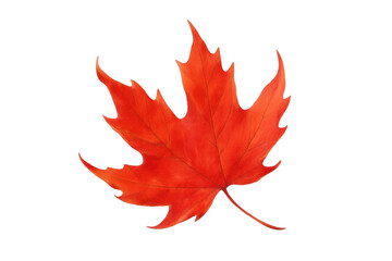 Red maple leaf showing autumn color, vibrant seasonal foliage, and canadian symbol, transparent background