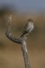 Rock sparrow perched on a dry branch
