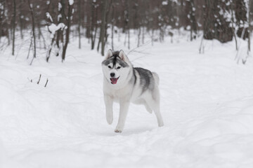 Energetic husky moving forward through deep snow, gray-white fur illuminated by winter light, forest trees blurred in background, motion sharp and natural.
