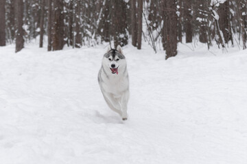 Gray and white husky with open mouth and visible tongue sprinting toward viewer on white snow trail in dense winter forest. Motion blur emphasizes speed and playful energy of athletic northern dog.