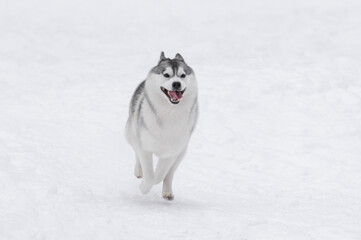 Fluffy husky with white and gray coat running toward camera through soft snow background, expressive face and open mouth highlight natural power and friendliness of northern breed during winter 