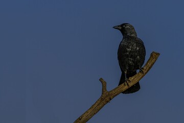 Eurasian jackdaw perched on a dry branch against a deep blue sky