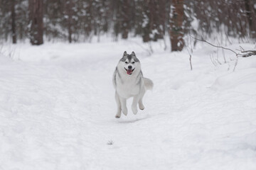 Active gray-white husky sprinting joyfully on snow-covered path surrounded by tall trees. Ears up, mouth open, and focused gaze express natural strength, energy, and freedom of northern sled breed. © Kseniia