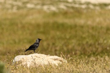 Eurasian jackdaw standing on a rock in a natural habitat