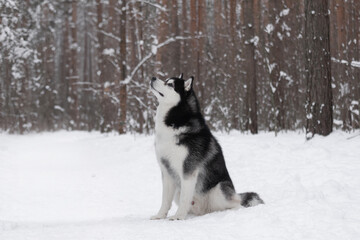 Black and white Siberian husky sitting upright in snowy pine forest, attentive expression.	Large husky with thick fur looking up amid dense winter trees, snow around paws and nose. Captures alert post