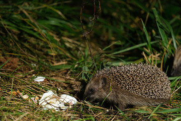 A hedgehog eats food in the grass at night