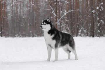Standing Siberian husky in snowy forest, strong black and white coat, confident posture.	Majestic husky standing tall on white snow amid pine woods. Confident gaze and muscular frame reflect endurance