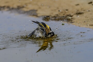 European goldfinch splashing in a water puddle during a bath