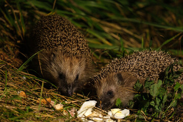 Two hedgehogs eating food in the grass at night