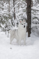 White and silver Siberian Husky standing near snow-covered tree branches in forest.	Calm female Husky with thick coat and gentle eyes standing among snowy pine trees, captured in natural light winter 