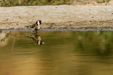 European goldfinch drinking water with reflection in a pond