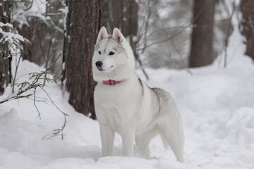 White Husky with gray markings wearing pink collar standing confidently in snowy pine forest.	Graceful Husky female with dense fur and pink collar stands alert among snow-covered trees, showing proud 