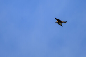 Red kite soaring against a vibrant blue sky