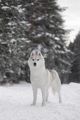 Graceful white Siberian husky with thick fur and sharp eyes stands alert in winter forest, surrounded by snow-covered trees and soft natural light. Ideal for winter, animal, and nature themes.