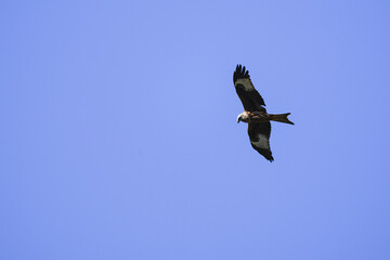 Majestic bird of prey gliding with wings spread wide