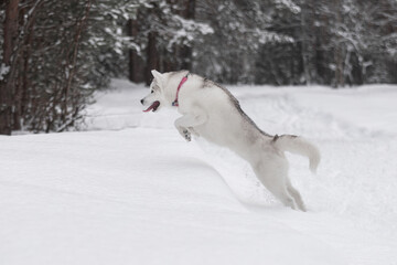 Athletic husky in thick winter forest jumping high over snowdrift. Dynamic movement, snow flying, bright pink collar adds color contrast to white winter landscape. Perfect for winter sport or pet them
