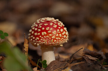 Macro of red fly agaric mushroom in forest — крупный план красного мухомора в лесу