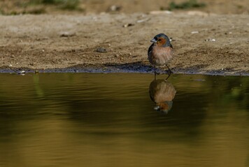Common chaffinch standing by a pond with a clear reflection