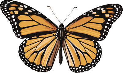 Beautiful close up of monarch butterfly with open orange black wings, detailed pattern, white background, macro photography, nature wildlife insect image