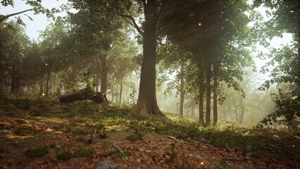 Fototapeta premium Golden morning light shines down on a tranquil forest. Tall trees tower over the forest floor, while scattered leaves create a peaceful atmosphere.
