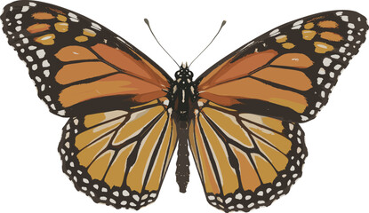 Beautiful close up of monarch butterfly with open orange black wings, detailed pattern, white background, macro photography, nature wildlife insect image