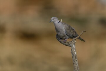 Eurasian collared dove perched on a dry branch with a blurred background