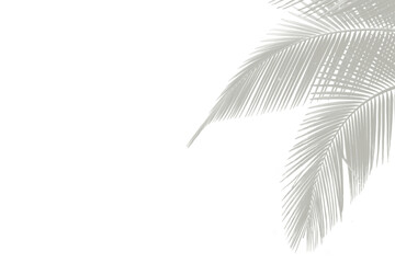 Delicate Light Gray Palm Leaf Silhouette Overlay for Elegant Design Projects and Artistic Creation