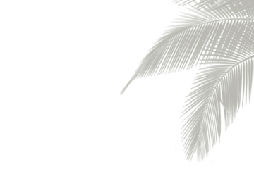 Delicate Light Gray Palm Leaf Silhouette Overlay for Elegant Design Projects and Artistic Creation