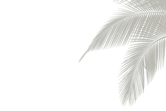 Delicate Light Gray Palm Leaf Silhouette Overlay for Elegant Design Projects and Artistic Creation