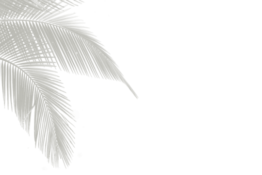 Subtle Botanical Overlay Adds Depth Seamlessly blending Leaf Veins for Modern Designs and Layered Composition