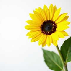 Obraz premium Single sunflower, vibrant yellow petals, white backdrop, stock photo, element