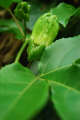 green leaf with water drops