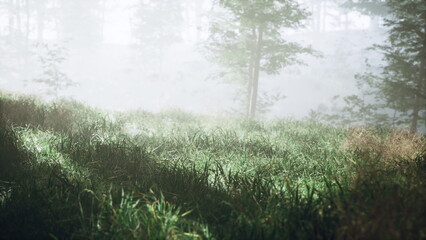 A gentle early morning light breaks through the mist in a peaceful forest glade. Grass glistens with dew as shadows play across the landscape, creating a serene atmosphere.