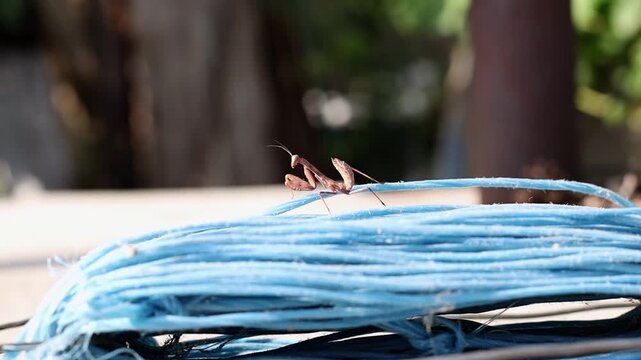 One mantis sits on a skein of thread in the garden.