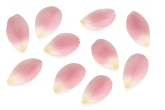 Pink flower petals falling transparent background