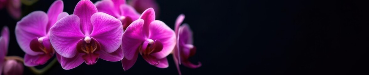 Obraz premium Vibrant purple orchid cluster, intricate detail, black background , wild orchids, design, illustration