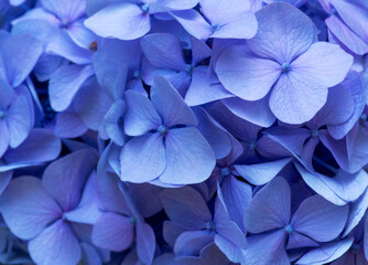 Blue Hydrangea background. Hortensia flowers surface.