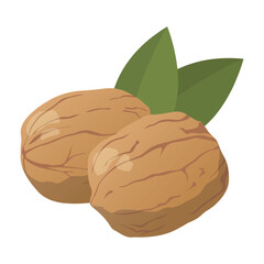 Realistic fresh walnuts against white background - Vector illustration