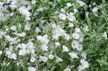 Gypsophila elegans as a garden flower in bloom
