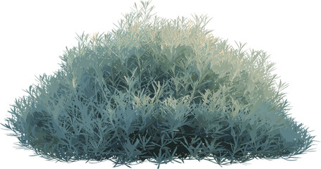 Silver sagebrush shrub with dense silvery-green foliage isolated on white background, natural desert plant used for landscaping and botanical design